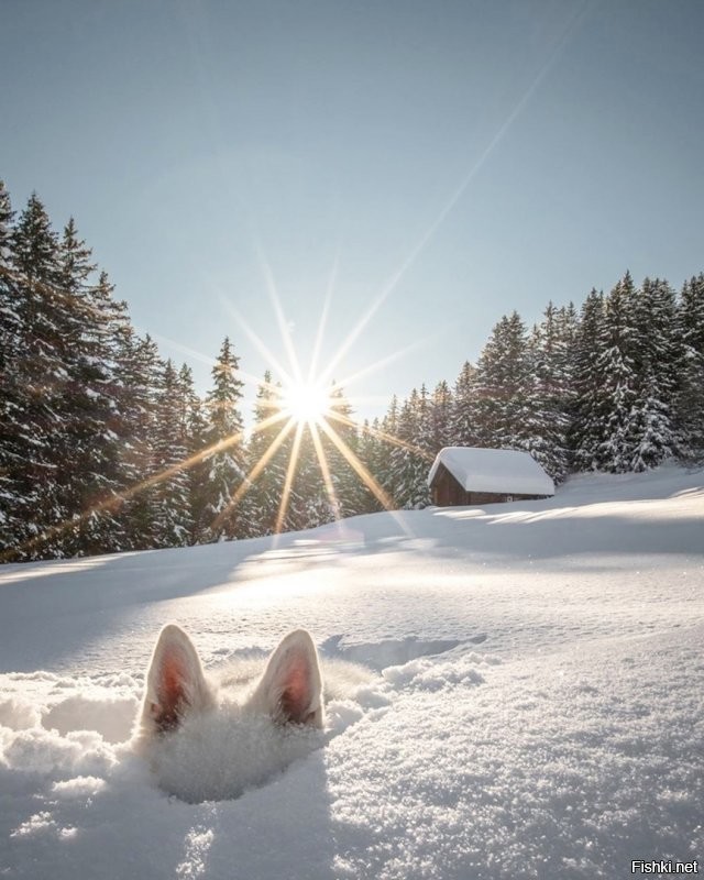 Солянка от 11.12.2021