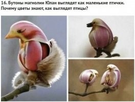 Немного поумничаю, ибо вопрос действительно интересный. На 100% утверждать, что всё происходит именно так, как я расскажу ниже, не буду, так как просто однажды слышал рассказ от умного человека, просто передам саму суть.
Цветы, разумеется, не знают, как выглядят птицы, всё дело в мутациях. Мутации возникают очень часто, потому что на атомном уровне постоянно происходит бомбардировка какими-то элементарными частицами из космоса, выбивающими составные части ядер в клетках. Тут уж не помню, какие именно элементарные частицы и что они конкретно выбивают, факт в том, что, порой, подобная бомбардировка срабатывает, изменяя атом и, если он потом использовался в создании ДНК, происходит создание ДНК с "отклонением", то бишь с мутацией. Подавляющее большинство таких мутаций проходит бесследно, ни на что не влияя, но иногда изменения заметны. Большая часть таких заметных изменений нейтральна и незначительна для жизнедеятельности организма (типа цвет глаз, длинные ресницы и т.д.), но, порой, приводит к качественным и важным изменениям. Они также могут быть полезными или губительными.
С губительными всё понятно: организм погибает и не передаёт приобретённые свойства последующим поколениям, а вот с полезными всё иначе. Если полученное свойство благоприятно сказывается на жизни организма, делая его чуточку сильнее/устойчивее/незаметнее и т.д., оно помогает ему эффективнее выживать. Если взять всю популяцию и длительный отрезок времени, то окажется, что организмы с удачным геном мутации выживали чуточку чаще, чем их собратья. Лучшие шансы на выживание позволяют с большей долей вероятности оставить потомство (с тем же удачным геном), которое, в свою очередь, также будет лучше выживать по сравнению с организмами, которые такую полезную мутацию ещё не получили. В итоге организмы с таким геном множатся, и он закрепляется у них в ДНК как постоянный.
Собственно, теперь переходим к птичкам. Разумеется, растение понятия не имеет о том, как выглядят птицы. Просто когда-то предок этого дерева получил полезную мутацию: его цветки стали, например, больше обычного или просто приобрели вытянуто-овальную форму. Этот ген закрепился, поскольку давал какое-то преимущество по сравнению с другими такими же деревьями. Затем, наверняка, через много-много поколений случилась новая мутация, и у нашего вытянутого цветка появилось новое отклонение - острый нарост сбоку на кончике в виде клюва. Оно оказалось весьма удачным, потому как издалека стало ещё больше похоже на сидящую хищную птицу. Это позволило таким деревьям эффективнее выживать по сравнению с просто вытянутыми цветками-овалами, ведь, например, вредоносные насекомые реже к ним приближались из-за страха. Скажем, 50% насекомых, видя овал на кончике ветки, убегали, принимая цветок за птицу, а от деревьев, у которых был цветок "птица с клювом", убегало уже 51% насекомых. То есть приобретённая мутация "клюв" помогала чуточку лучше обманывать вредителей. Затем так же случайным образом появились и закрепились мутации рисунка в форме глаза птицы. Тут главное понять вот что: мутации происходят постоянно и они полностью случайны. На первый взгляд это кажется невероятным - как же так могло совпасть, что мутация рисунка оказалась именно такой, как и глаз птицы? Но всё проще: мутаций, возможно, было миллиард с разными рисунками, но ни один из них не закреплялся в геноме, потому что был в лучшем случае бесполезным. А рисунок в форме глаза, один из миллиарда, попал точно в цель, ведь только от него "убегало" ещё больше вредителей.
Весь результат цветка в форме птицы является ничем иным, как огромным сборником миллиардов мутаций. Сама жизнь (те же хищники или паразиты, которые мучают дерево), показывали организму на практике, какие мутации для него являются полезными, а какие нет. Мы лишь видим результат самого полезного случайного набора, который позволил деревьям лучше выживать. И поскольку мы видим лишь "финальный вариант", нам кажется фантастическим и волшебным подобное стечение обстоятельств, начинает казаться, словно хитрое дерево само придумало план и отрастило себе цветки в форме птицы. А это тупо результат миллиардов случайностей, закреплённой на практике "положительной" реакцией насекомых-вредителей.