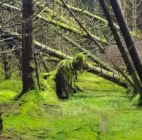 Эх мОлодежь, мОлодежь. Ну как можно благородную Кикимору Болотную обозвать банальным зомби.