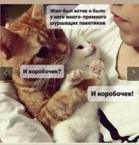 Я свою кошку (подобрал на улице) 2 недели учил коробкой пользоваться))).