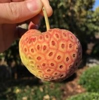 Не знаю что это, но точно не кизил.  Кизил вот он, в руке лежит. Варенье из него- потрясающее!