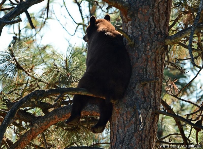 Солянка от 12.12.2021