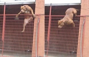 Или кто другой порвёт вместе с котиками