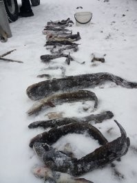 про налимов мы знаем не по наслышке..