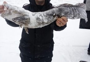 про налимов мы знаем не по наслышке..