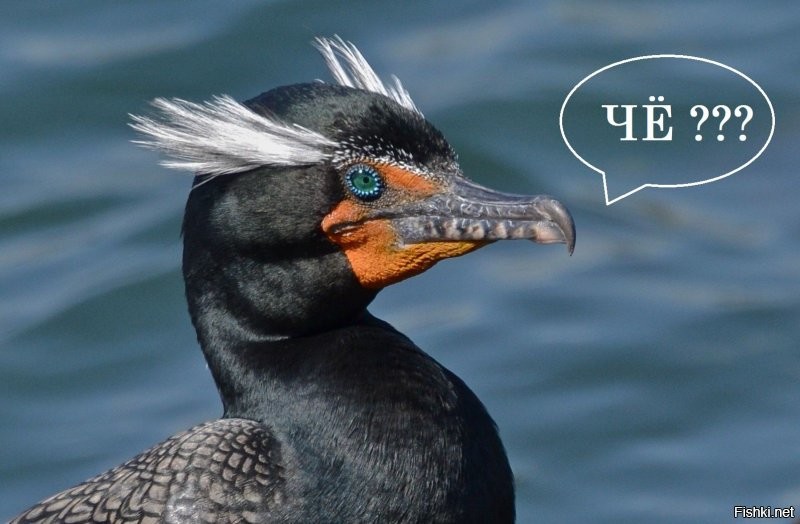 Бакланы, керченский пролив