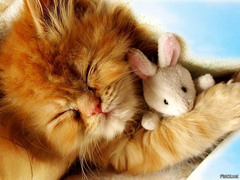 Солянка от 13.12.2021