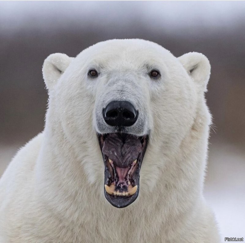 Солянка от 13.12.2021