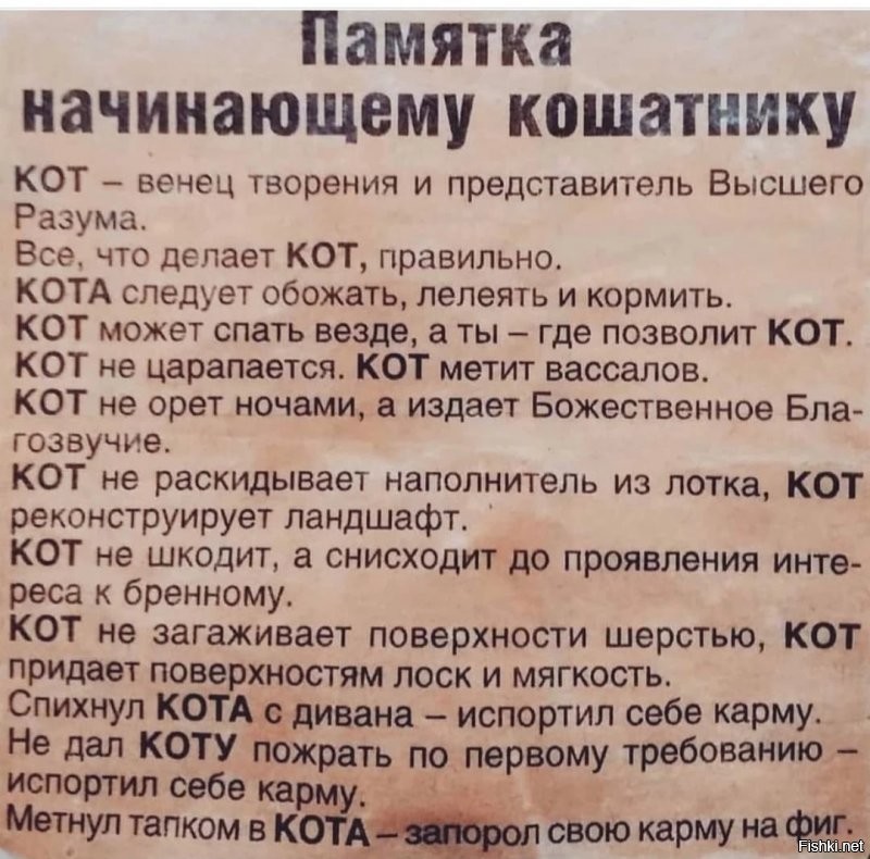 Как объяснить коту, что: