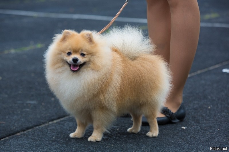 Эти нормально и в лоток ходят
