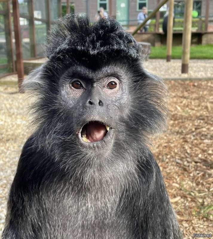 "Момент Кёлера"