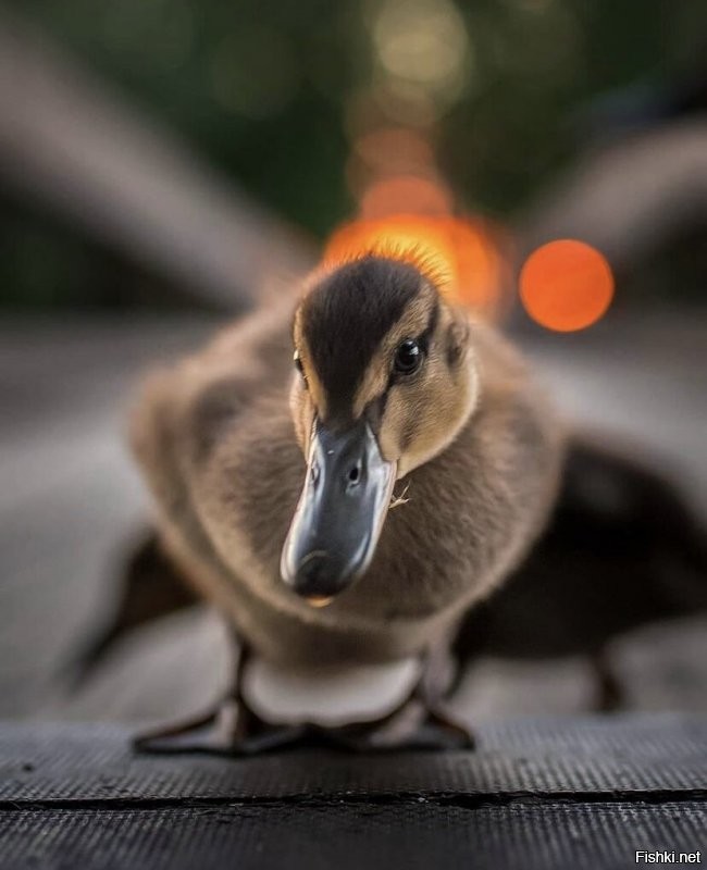 Солянка от 14.12.2021