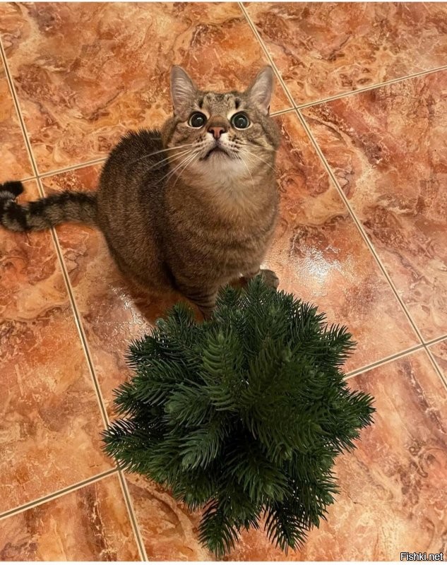 Доброе утро