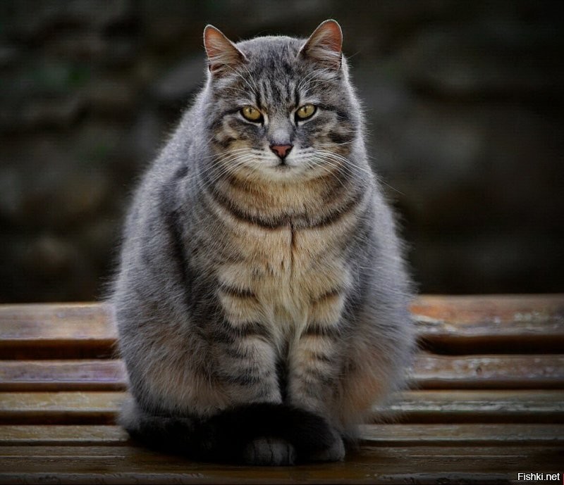 Солянка от 14.12.2021