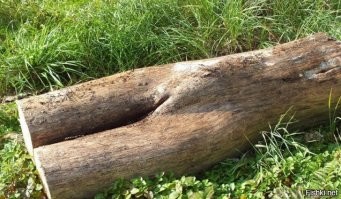 Рабочие обнаружили неприятный сюрприз в стволе дерева