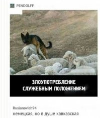 Когда  дагестанцы уезжают на гастроли в Москву, по ним в горах скучают молодые овечки.  :)