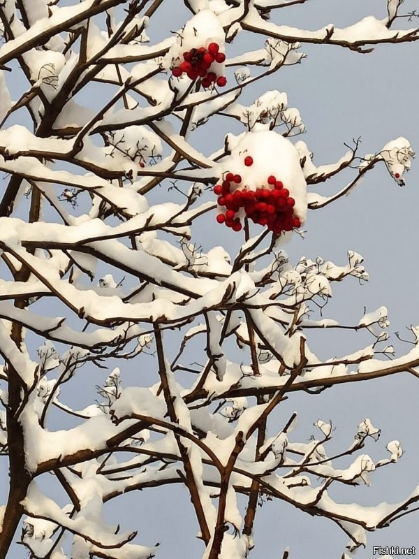 Рябинушка хороша в любое время года