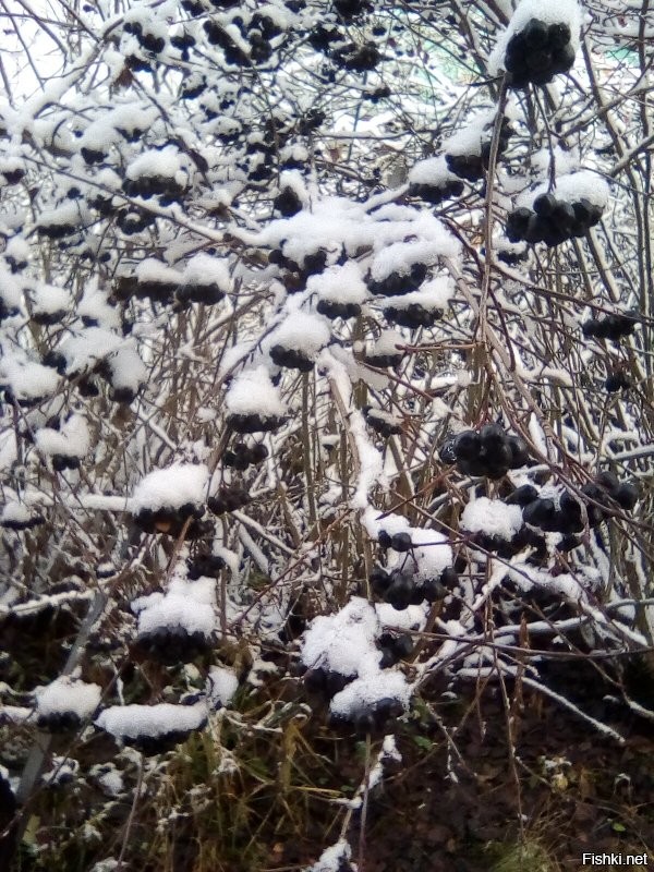 У меня чёрненькая.