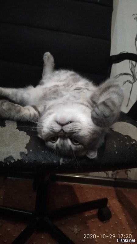 Мой песдюк.
