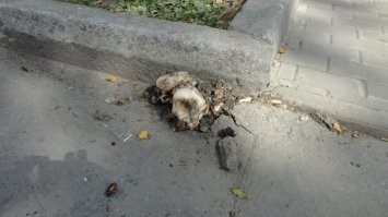 насчет растения всем понятно что это не укроп . а вот как сквозь асфальт растут грибы..