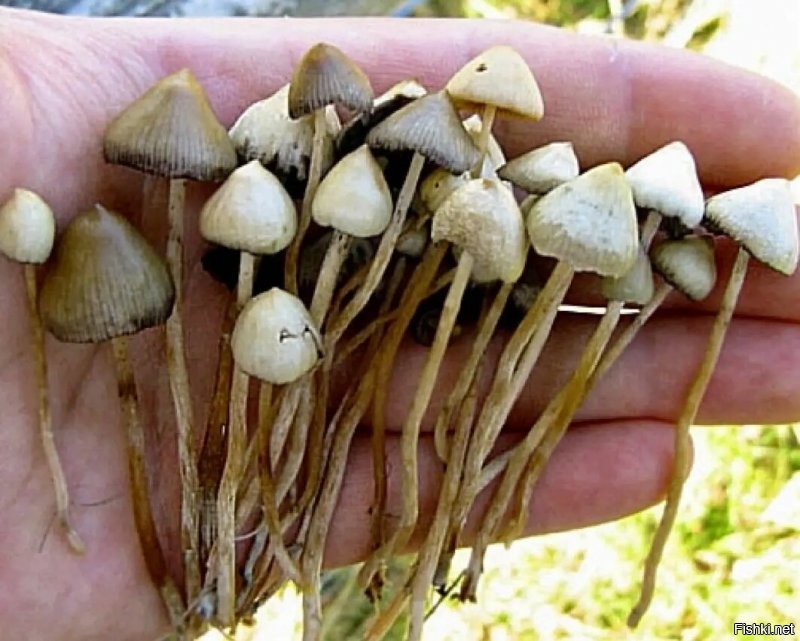 Сказка ложь, да в ней намёк...