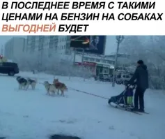 И они введут налоги на собак