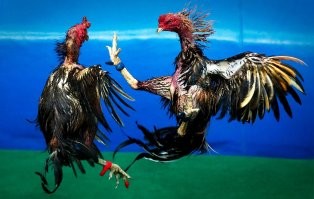 Смешные комментарии из&nbsp;социальных сетей-34