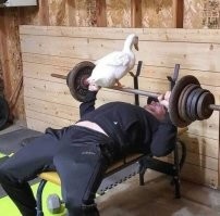 Только я слышу мотивационную речь гуся?