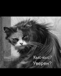 Когда решил погладить уличного кота