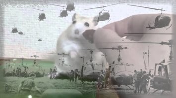 вам смешно ,а у хомяка потом на всю жизнь вьетнамские флэшбэки
