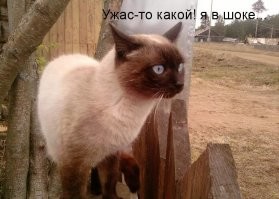 Цены на элитное загородное жильё в Подмосковье выросли на 20%