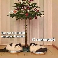 Сезон охоты кошек на новогодние ёлки объявляется открытым