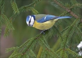 Не, это российские, имперские 
Украинские вот эти)