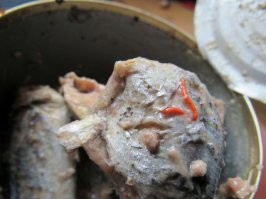 Всё, что надо знать конкретно про сайру: Возбудителями акантоцефалёзов рыб являются колючеголовые черви (скребни). Тело скребней удлиненное, овальное, или цилиндрическое, имеет хоботок с крючьями; белой, желтой, красно-оранжевой или коричневой окраски. Величина скребней колеблется от 0,5 мм до 650 мм. Паразитируют в кишечнике, вызывая прободение и некроз ткани у многих видов рыб.
Интенсивность инвазии может достигать до 300 и более паразитов.