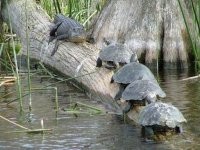 Вот прям наш участковый терапевт и бабки в очереди...