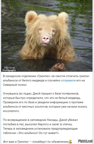 медвед оказался умнее многих людей...
