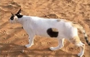Ещё один дырявый котэ)))