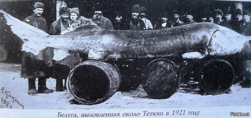 "самая большая осетровая рыба калуга" - про полуторатонных белуг вы конечно не слышали?