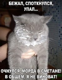 17 питомцев, которые напортачили, но уверены в немедленном прощении