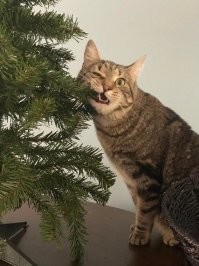 Новогодний кусь