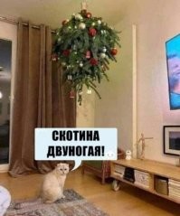 Сезон охоты кошек на новогодние ёлки объявляется открытым