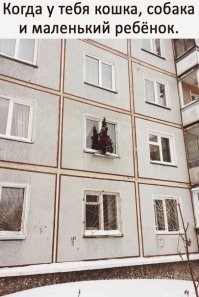 Сезон охоты кошек на новогодние ёлки объявляется открытым