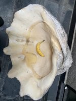 Где нашли такой мелкий банан?