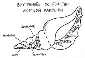 Устройство ракушки:
