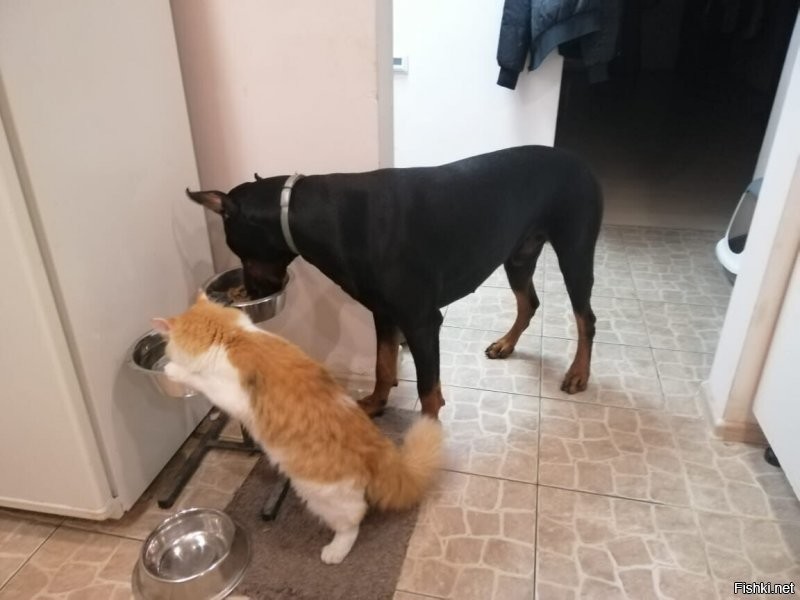 Настоящая дружба между кошкой и&nbsp;собакой