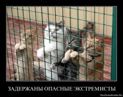 Сезон охоты кошек на новогодние ёлки объявляется открытым