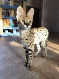 Сервал, красавцы.