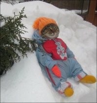 Вот и зима пришла :  )))