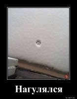 Кот нырнул в сугроб 