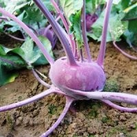 Кольраби тоже как то "странновато" смотрится на грядке
Помню, как то даже фоткал для себя в деревне.